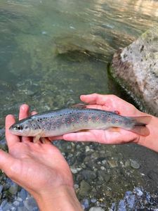 Brown Trout