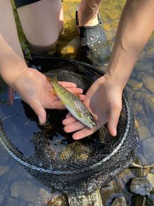 Brown Trout