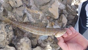 Inshore Lizardfish