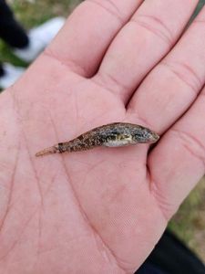 Black Goby