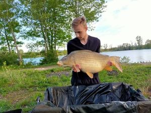 Common Carp