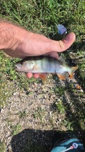 European Perch