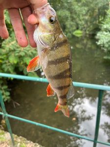 European Perch