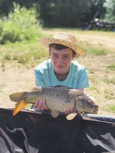 Common Carp