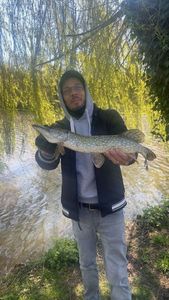 Northern Pike