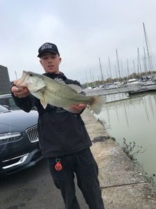 Largemouth Bass