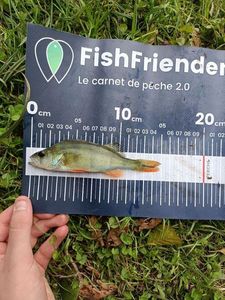 European Perch