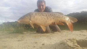 Mirror Carp