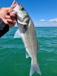 European Bass (Seabass)