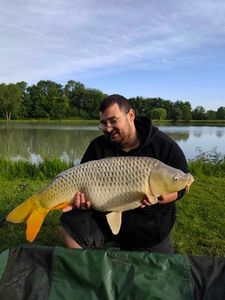 Common Carp