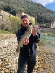 Rainbow Trout