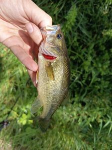 Largemouth Bass