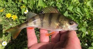 European Perch