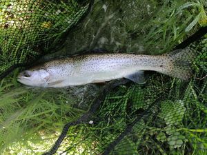 Rainbow Trout