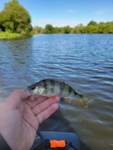 European Perch