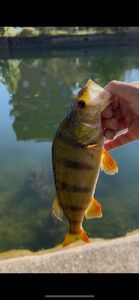 European Perch