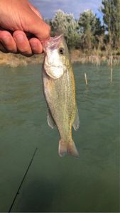 Largemouth Bass