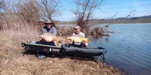 Mirror Carp