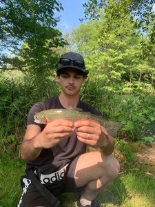 Rainbow Trout
