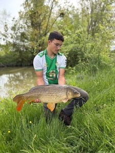 Common Carp