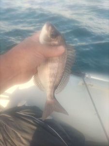 Black Seabream