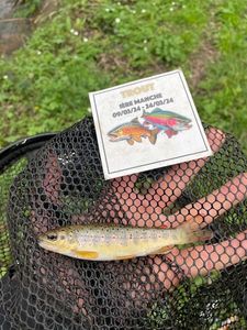 Brown Trout