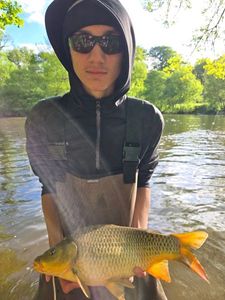 Common Carp