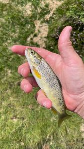 Brown Trout