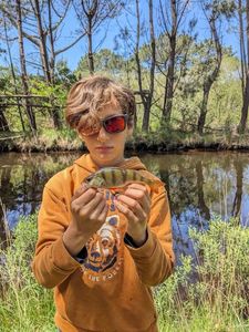 European Perch