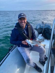 European Bass (Seabass)