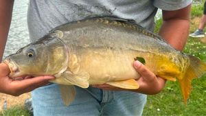 Mirror Carp