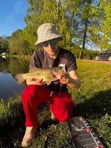 Largemouth Bass