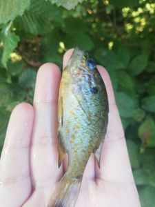Green Sunfish