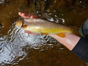 Brown Trout