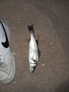 European Bass (Seabass)