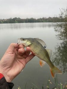 European Perch