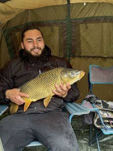 Common Carp