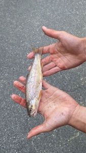 Brown Trout