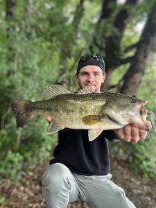 Largemouth Bass