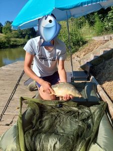 Mirror Carp