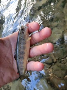 Brown Trout