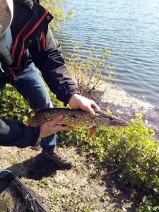 Northern Pike