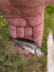 Ruffe