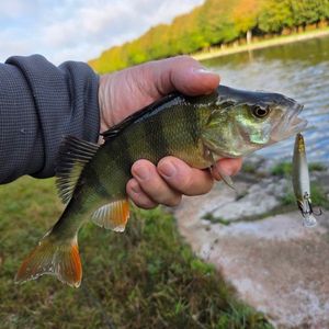 European Perch