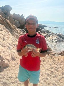 Gilthead Seabream