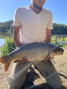 Mirror Carp