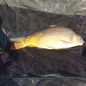 Mirror Carp