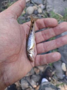 Gudgeon