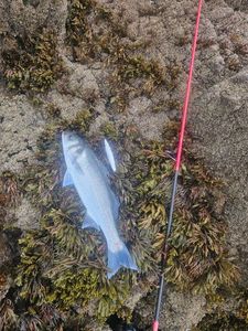 European Bass (Seabass)