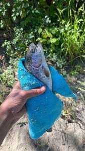 Rainbow Trout